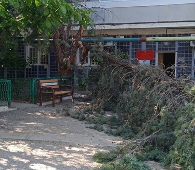 Спил и санитарную обрезку деревьев на придомовых территориях